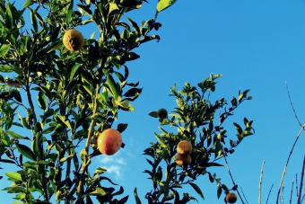 apelsin_2